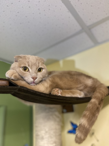persik